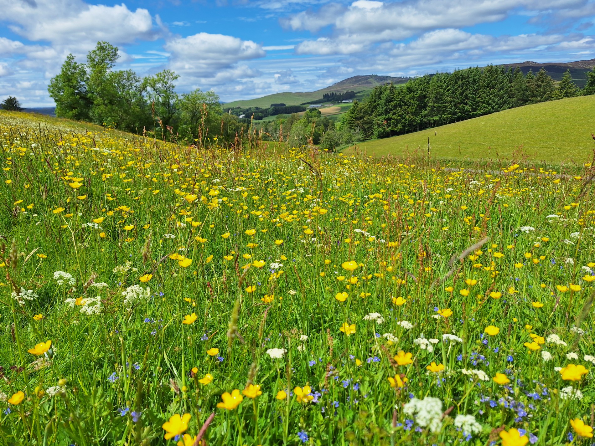 Summer Meadow